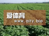 种植基地五(图1)